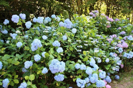 六甲高山植物園